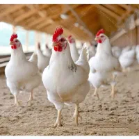 10-هکتار-مرغداری