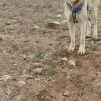 باسلام واگذاری ماده خراسانی|سگ|قوچان, |دیوار