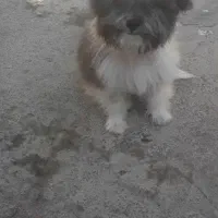 توله سگ پاپی  شیتزو خونگی سایز ریز