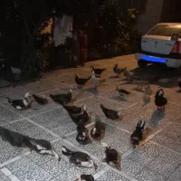 اردک اسرائیلی مسکویی خارجی نر و ماده