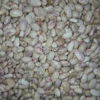 لوبیا چیتی|خوردنی و آشامیدنی|فلارد, |دیوار