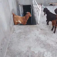 بزغاله|حیوانات مزرعه|تربت جام, میان جام|دیوار