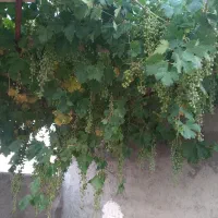 گاوداری ۵۰ راسی مجتمع زینعلی مهدیشهر