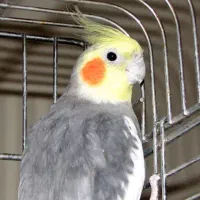عروس هلندی مولد همراه جوجه