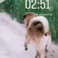 سگ گمشده|سگ|کوهنانی, |دیوار