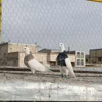 طوقی‌نرو‌ماده کبوتر