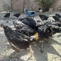 جوج گلپایگانی|حیوانات مزرعه|سلیمان, |دیوار