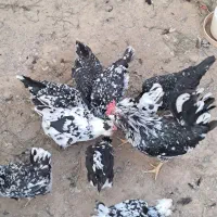 تخم مرغ های گلین|حیوانات مزرعه|کلاله, |دیوار