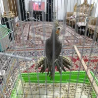 عروس هلندی|پرنده|مشگین شهر, |دیوار