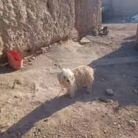 سگ پاکوتاه|سگ|لیلان, |دیوار