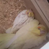 یک جفت عروس هلندی مولد همراه با تخم و جوجه