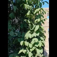 فروش یک درخت گردو دو ساله اندازه ۴متر قیمت۳میلیون