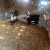 ۳راس بز داشتی آبستن بفروش میرسدقیمت ۳۶ملیون|حیوانات مزرعه|ایذه, |دیوار