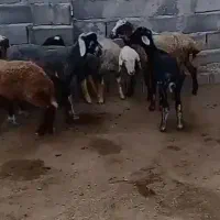 شیش راس بره افشاری پنج تا ماده یک نر سالم سرحال