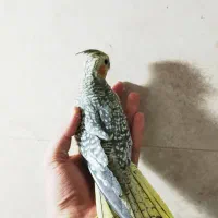 جوجه عروس هلندی دون خور|پرنده|خمین, |دیوار