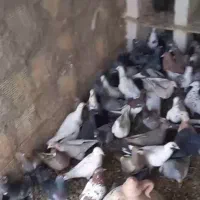 پلاکی، دورگ|پرنده|مبارکه, |دیوار