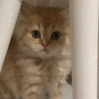 طوله گربه..|گربه|تهران, میرداماد|دیوار