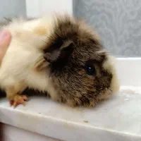 خوکچه هندی|موش و خرگوش|مشهد, حسین‌آباد|دیوار