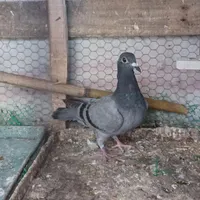 کبوتر ماده پلاکی مسافتی|پرنده|گلوگاه بابل (گلیا), |دیوار