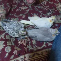 سه عدد جوجه عروس هلندی