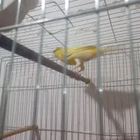 سه تا نر قناری|پرنده|نوبندگان, |دیوار