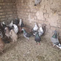 پرنده|پرنده|اهواز, بیست متری شهرداری|دیوار