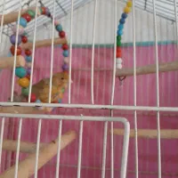 قناری زیتونی نر