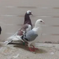 کبوتر   کفتر   رنگه