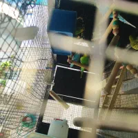 مرغ عشق بالغ جفت خورده