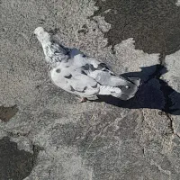 کفتر|پرنده|سیلاخور, |دیوار