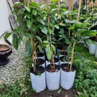 فروش انواع نهال پیوندی آووکادو در متل قو|خدمات باغبانی و درختکاری|سلمانشهر, |دیوار