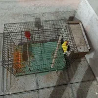 طوطی برزیلی|پرنده|جم, |دیوار