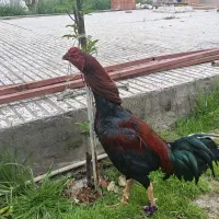 لاری نسل دار