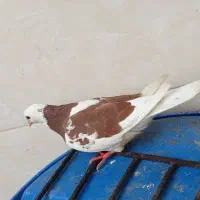 کبوتر شازده تیکه پاره|پرنده|بندر امام خمینی, |دیوار