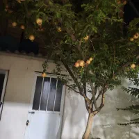 خانه رهن و اجاره همکف تکواحدی ۱۰۲متر تخلیه|اجارهٔ آپارتمان|مشهد, گلبرگ|دیوار