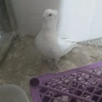 کفتر ساتن کاکلی سینه فر نوک قناری نر سفید پاک|پرنده|اردکان, |دیوار