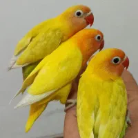 جوجه کوتوله و جوجه عروس هلندی