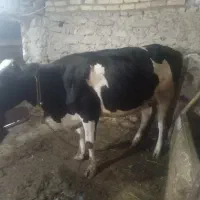 گاو گوساله
