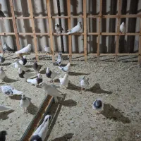 ۸۰عدد کفتر عتیقه،فروش فقط بصورت یکجایی|پرنده|شاهدشهر, |دیوار