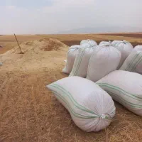 کاه