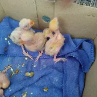 طوطی عروس هلندی|پرنده|اشنویه, |دیوار