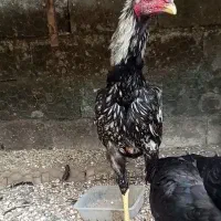یک جفت مرغ و خروس لاری