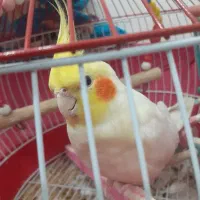 عروس هلندی نر