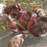 فروش ۵ عدد بوقلمون محلی فقط از گیاه تغذیه کردن