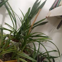 انواع گلدانهای طبیعی|گل و گیاه طبیعی|ورامین, ورامین|دیوار