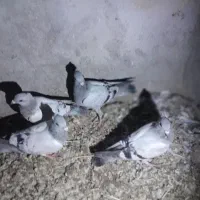 تعدادی کفتر فروشی فوری