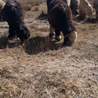 بره ماده|حیوانات مزرعه|فارسان, |دیوار