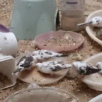 کبوتر الماسی
