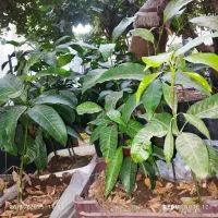 نهال انبه|گل و گیاه طبیعی|میناب, |دیوار