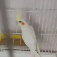 عروس هلندی|پرنده|فاضل آباد, |دیوار